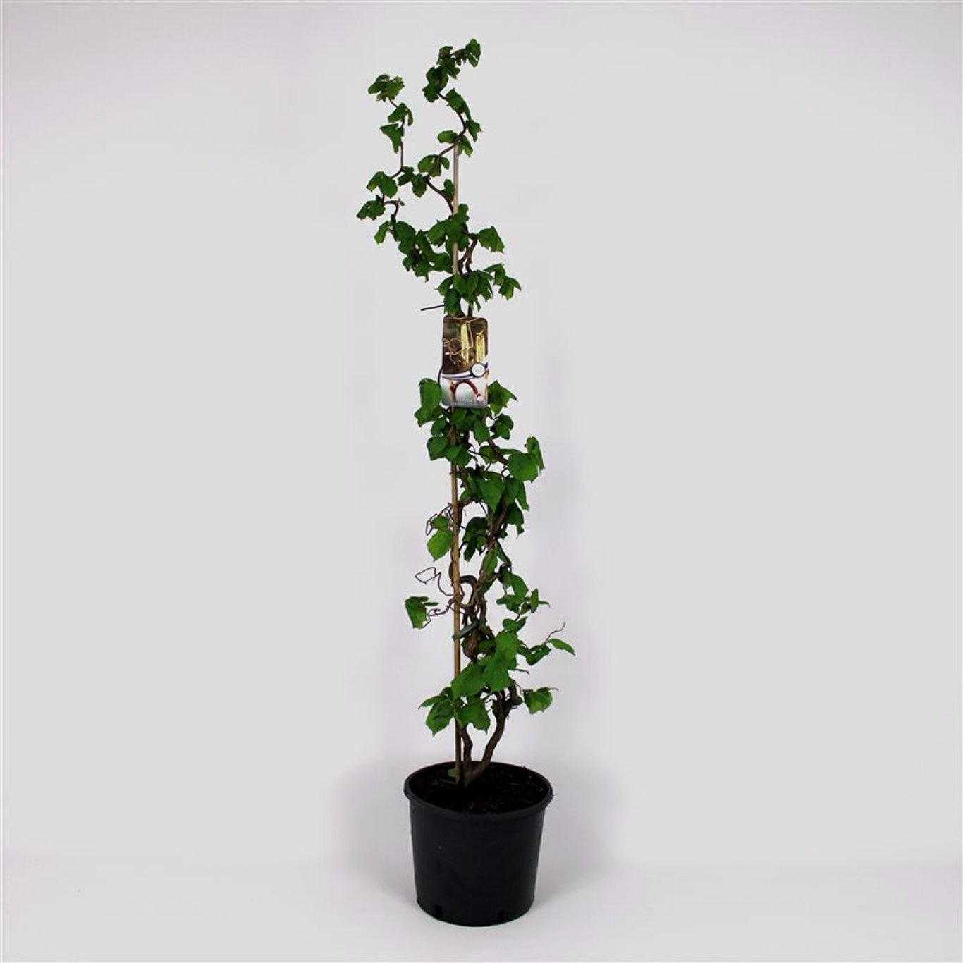 Corylus a. 'Contorta' - C12 125-150 CM